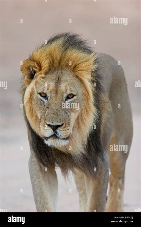 Black Maned Lion Hi Res Stock Photography And Images Alamy