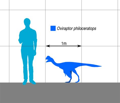 Oviraptor Egg Cast Replica Dinosaur Reproductions