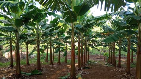 Como Ter Sucesso Na Planta O De Banana Dicas Para Plantio De Banana