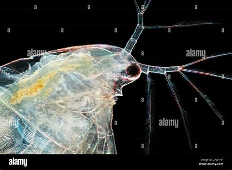 Waterflea Daphnia Sp Head Brightfield Illuminated Light Micrograph