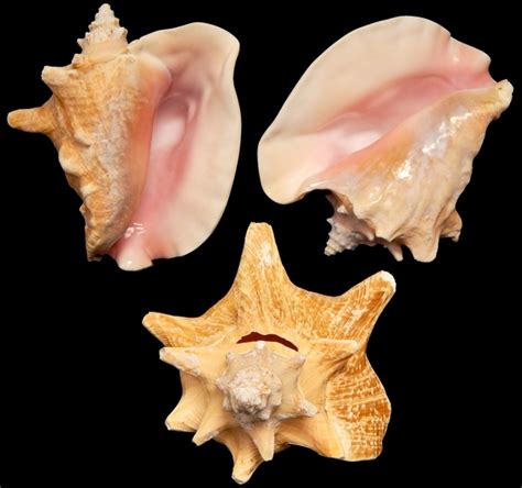 Conch Shells