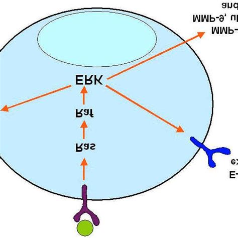 Role of Ras-Raf-MEK-ERK (MAPK) signaling pathway in melanoma invasion ... 