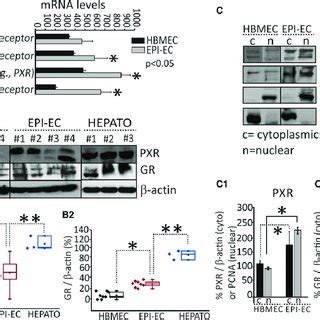 Differential Involvement Of Pxr And Cyps In Epi Ecs A Western Blot