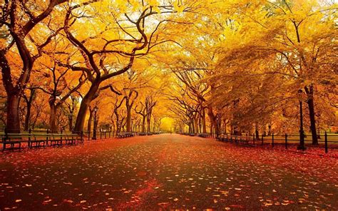 Withered Tree Leaves Landscape Street Leaves Fall Hd Wallpaper