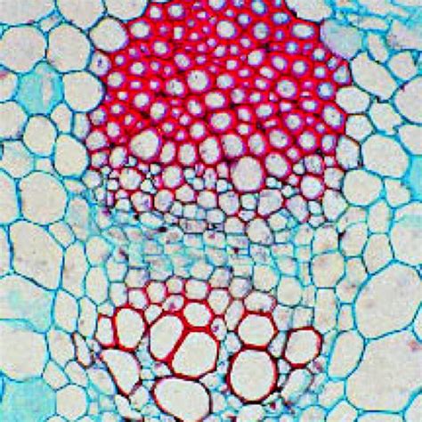 Cell Cross Section Under A Microscope Microscopic Photography