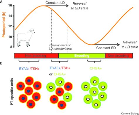 The Seasonal Breeding Cycle In Sheep And Associated Changes Within