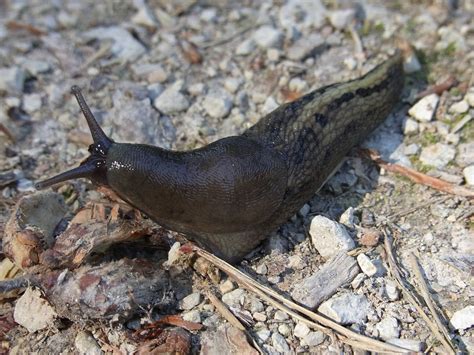 Snail Slug Mollusk Free Photo On Pixabay