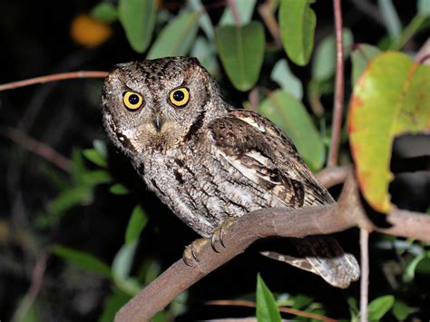 Western Screech Owl Optics4birding Nature Blog