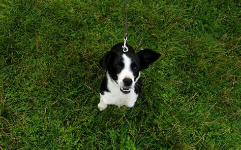 Wallpaper Grass Joy Border Collie Puppy Vertebrate Dog Like