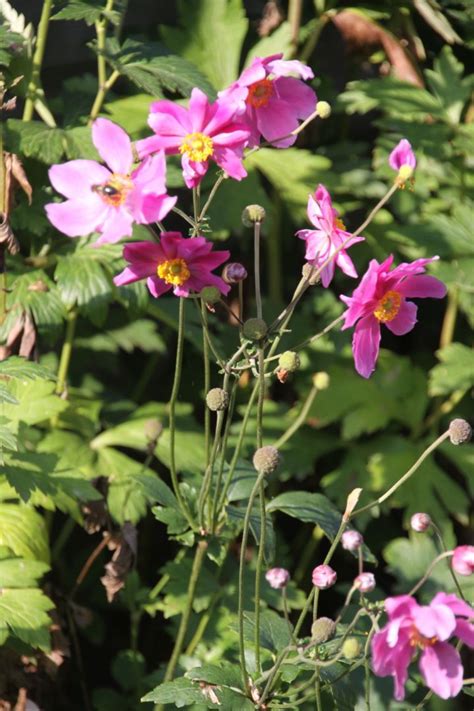 Anemone Hupehensis Prinz Heinrich Herfstanemoon De Tuinen Van