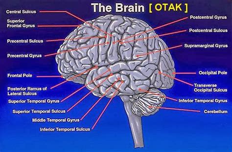 Struktur Otak Dan Fungsinya