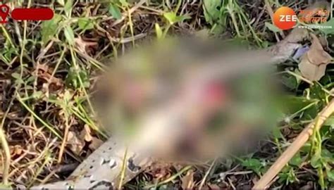 Nagin Killed By Farmer Mistake While Doing Romance Naag On Spot Revenge See Video Mpsn प्रेम