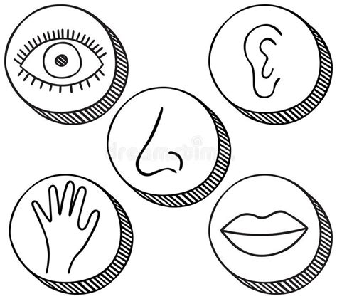 Five senses icons stock vector. Illustration of drawn - 107007737 ...