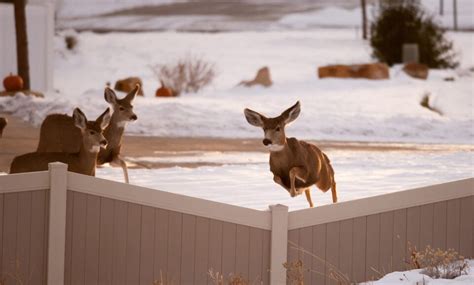 How High Can Deer Jump [and Fence Heights to Stop Them] 🦌