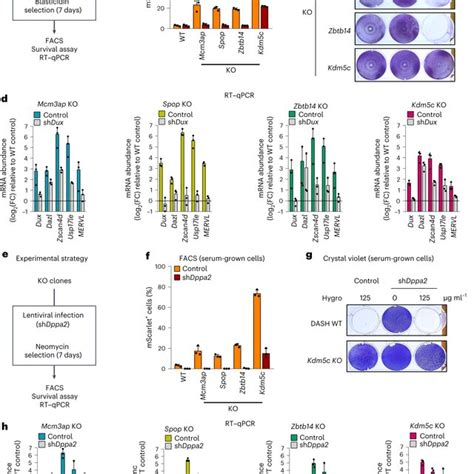 A Genome Wide Crispr Ko Screen For Dazl Gene Reactivation In The Dash