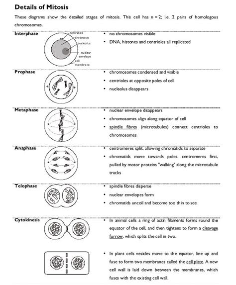 Events In Mitosis A Level Biology Study Biology Biology Lessons Ap