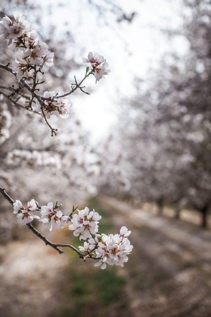 Loa Mejores Rboles Frutales De Secano