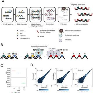 Enrichment Based Single Base Resolution Hmc Sequencing Ebs Seq