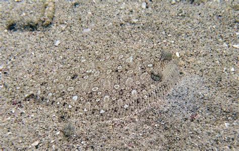 Camouflaged Flounder in the Sand Stock Image - Image of camouflage ...