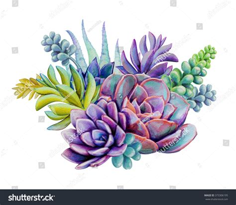 Watercolor Succulent Plants Composition Floral Bouquet Stock