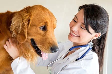 Garder votre chien en bonne santé nos conseils pratiques