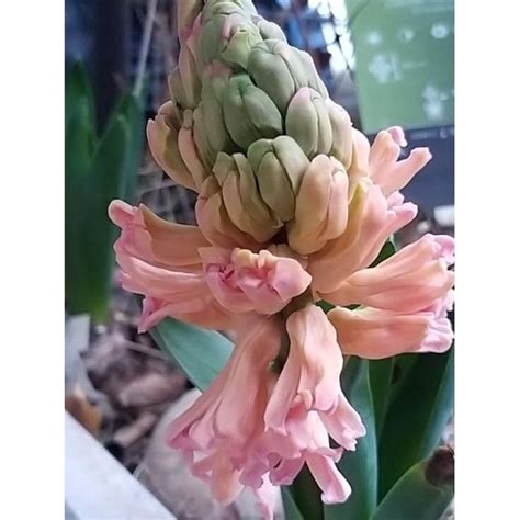 Jacinthe Gipsy Queen Hyacinthus X Orientalis