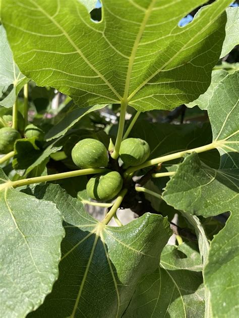Fig Fruit - Free photo on Pixabay - Pixabay