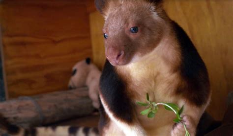 Adelaide Zoo Farewells Miracle Tree Kangaroo Australian Geographic