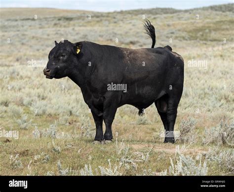 Black angus bull hi-res stock photography and images - Alamy