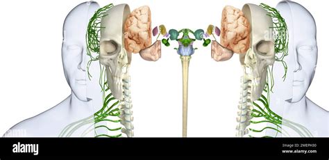 Cross Section Of Brain Hi Res Stock Photography And Images Alamy