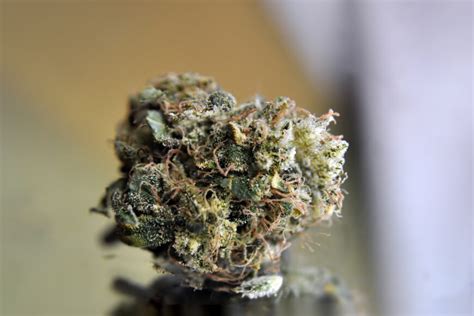 Acapulco Gold Strain Complete Review Askgrowers