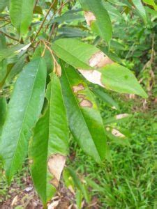 Penyakit Pokok Durian Cara Rawatan Bukit Tapah Durian Orchard