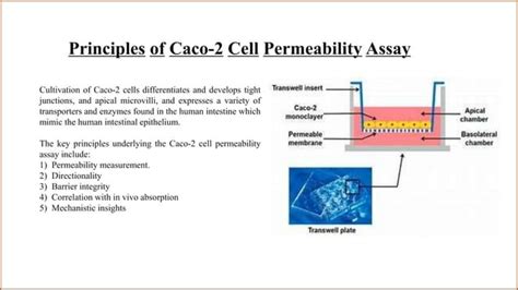 Caco Cell Permeability Assay For Intestinal Absorption Pptx