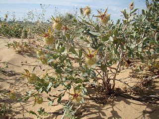 File:Rosa persica; Baikonur 02.jpg - Wikimedia Commons