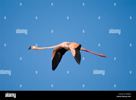 Greater Flamingo Flying In Sky Stock Photo Alamy