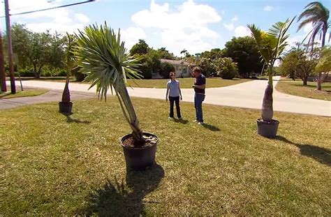 planting-palm-tree1 | Florida Palm Trees