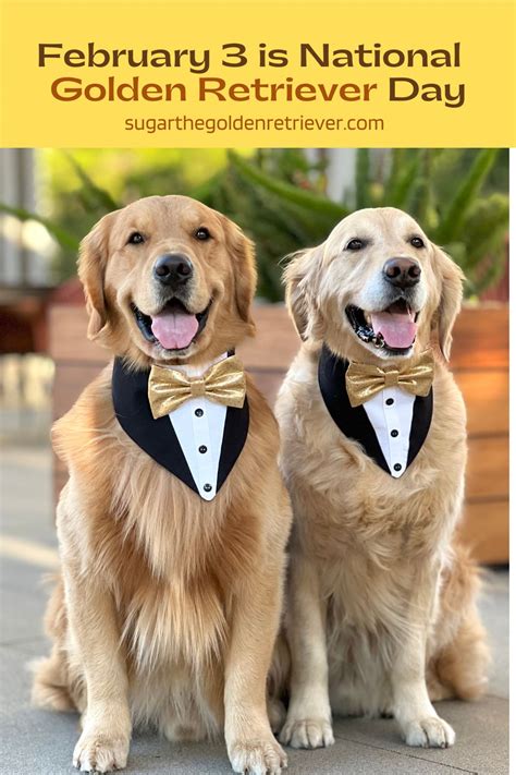 Celebrate National Golden Retriever Day February 3rd Golden Woofs