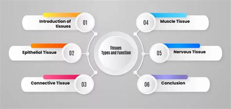 Tissue - Types and Functions - IntakeLearn