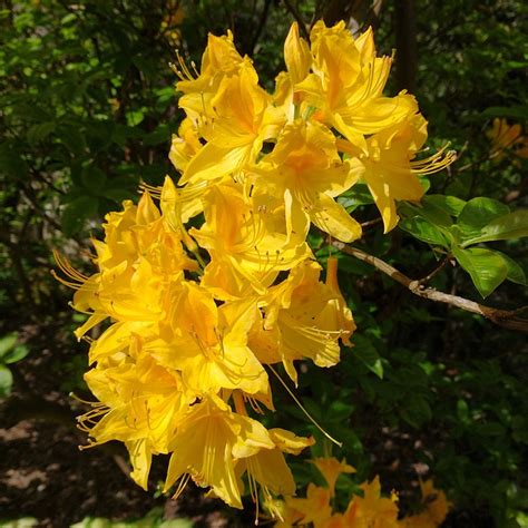 Rhododendron Yellow Flower - Free photo on Pixabay - Pixabay