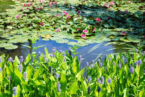 HERMOSO ESTANQUE LAGUNA CON PLANTAS ACUÁTICAS Stock Photo Adobe Stock