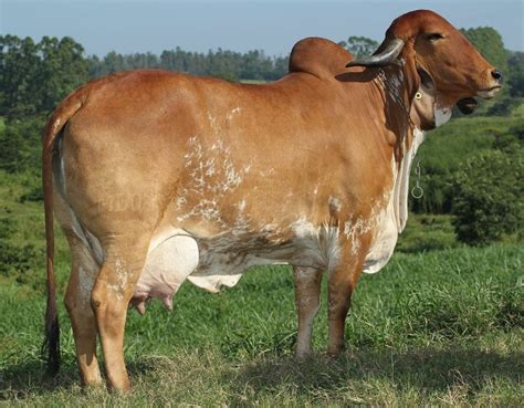 Brazilian Gir Cattle Cow Dairy Cattle Cow Products