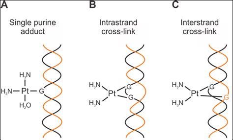 Cisplatin Induced DNA Adducts The Predominant DNA Adducts Caused By