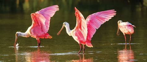 Roseate Spoonbill • Jekyll Island, Georgia • Vacation, Conservation ...