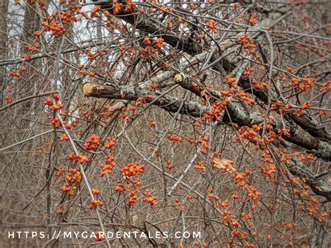 Types Of Bittersweet Vine My Garden Tales