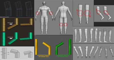 Limb Topology Topology Limb D Model