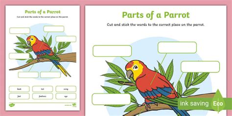 Parrot Labelling Activity Teacher Made Twinkl