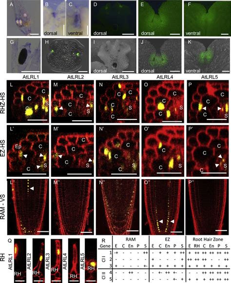 The Lrl Expression Pattern Diversifies Into Specific Domains A And G