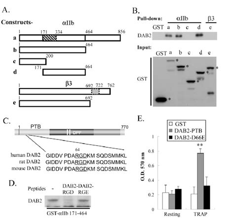 Mapping The Interaction Of Iib3 Integrin And Dab2 A Schematic