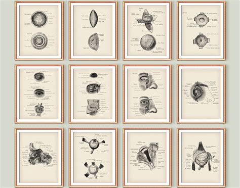 Eye Anatomy Vintage Poster Set Pupil Print Anatomical Eye Ophthalmology