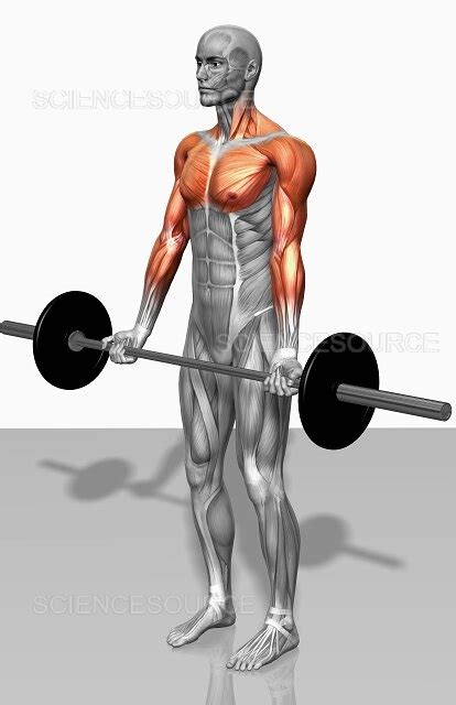 Photograph | Biceps curl (Part 2 of 2) | Science Source Images